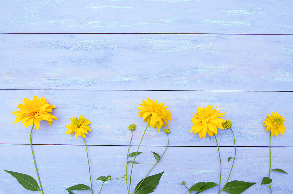Gele Heliopsis bloemen op een blauwe houten achtergrond. - Foto, afbeelding