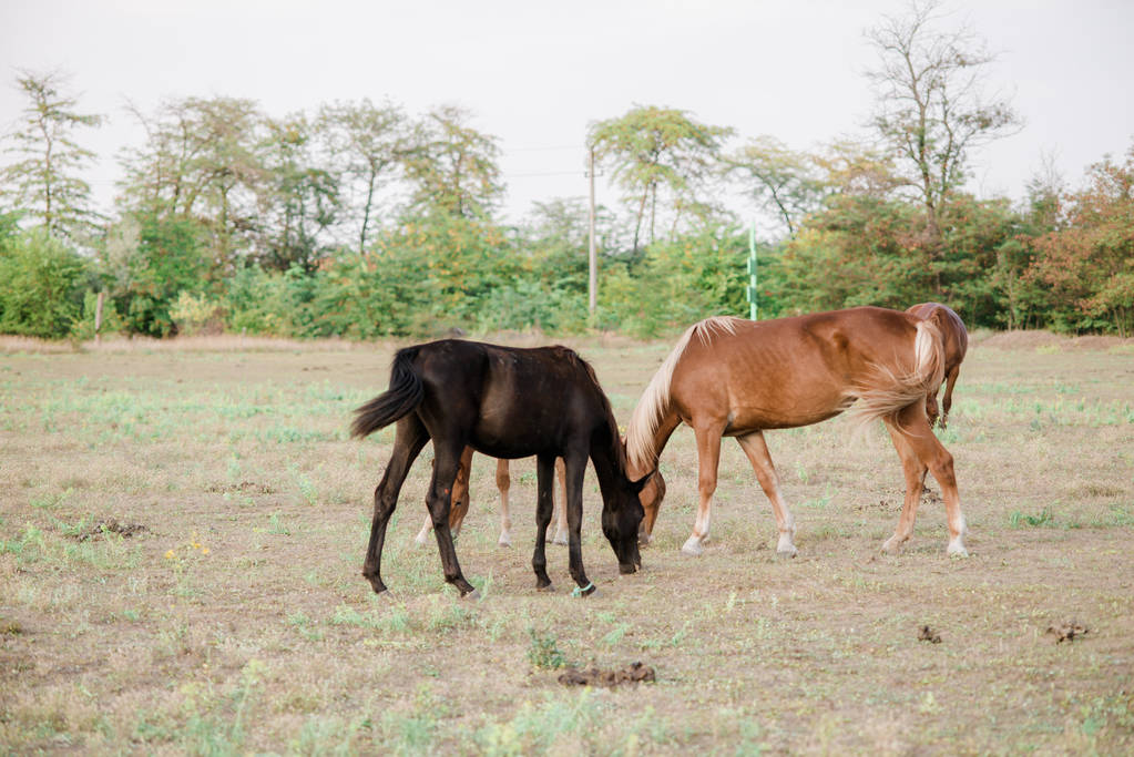 Bir çiftlikte yaz aylarında gün batımında güzel atlar - Fotoğraf, Görsel