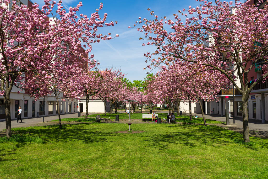 БЕРЛИН - 22 апреля 2018 года: Весенний цветок вишни. Двор городского квартала. Хеллерсдорф
. - Фото, изображение