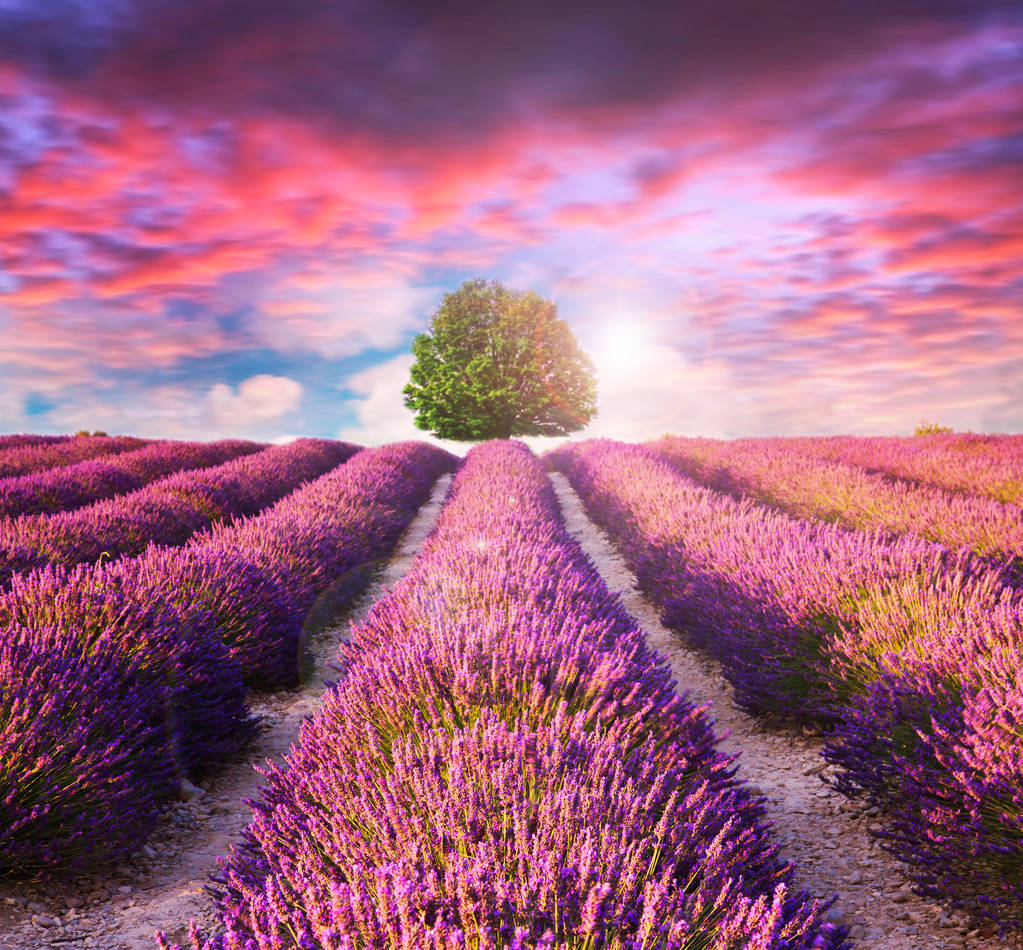 Lavendel bloem bloeiende geurende velden - Foto, afbeelding