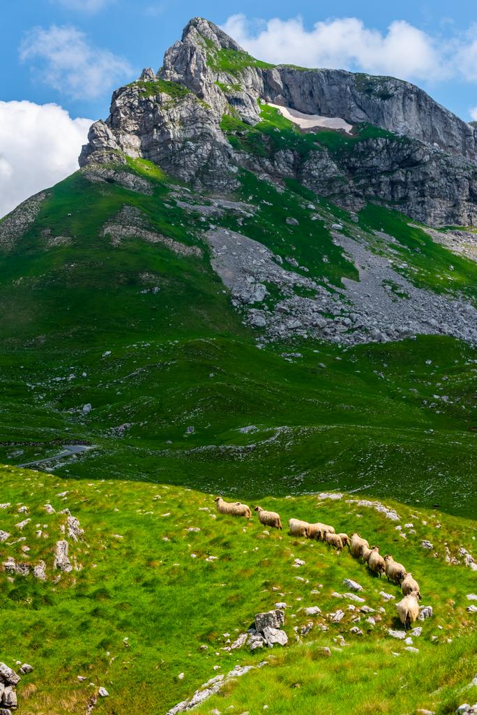 flock of sheep walking on valley in Durmitor massif, Montenegro - Photo, Image