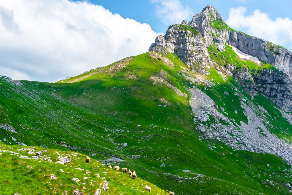 Lammasparvi laiduntamassa laaksossa kallioisten vuorten kanssa Durmitorin ylängöllä, Montenegrossa
 - Valokuva, kuva