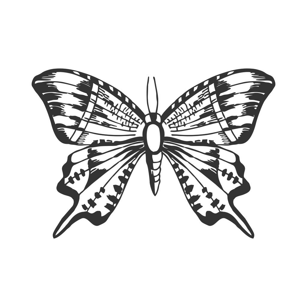 ilustración vectorial garabateada de mariposa adornada
 - Vector, imagen