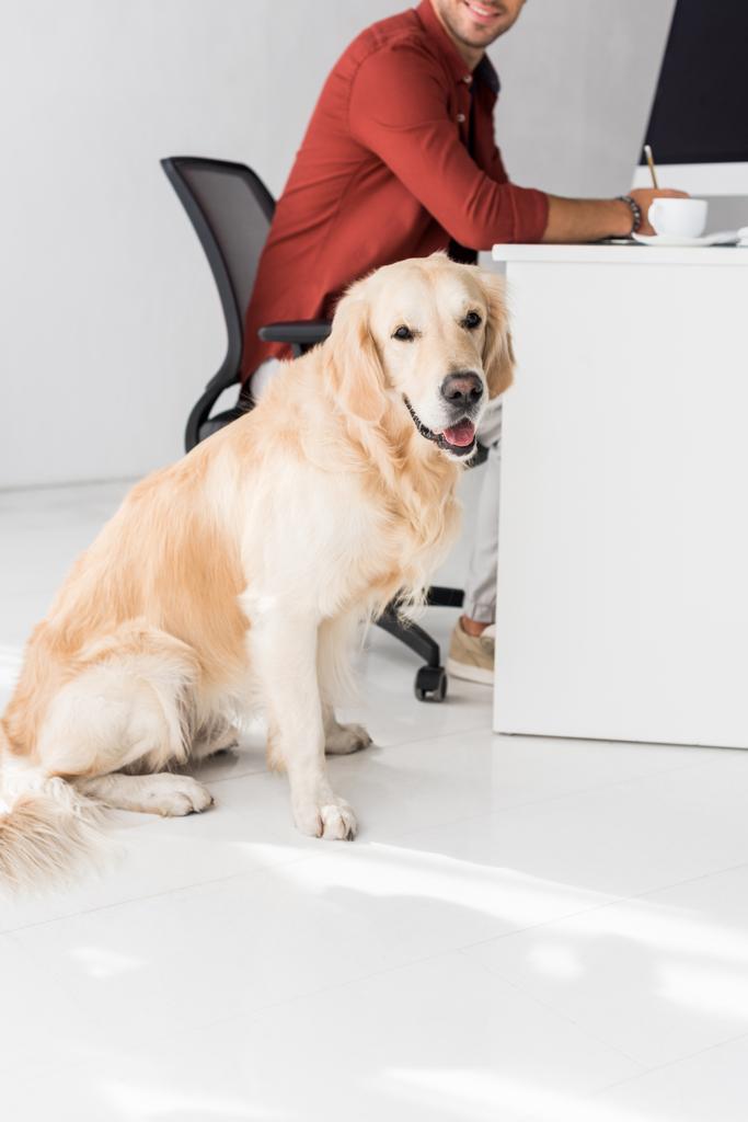 chien assis sur le sol près de l'homme d'affaires dans le bureau
  - Photo, image