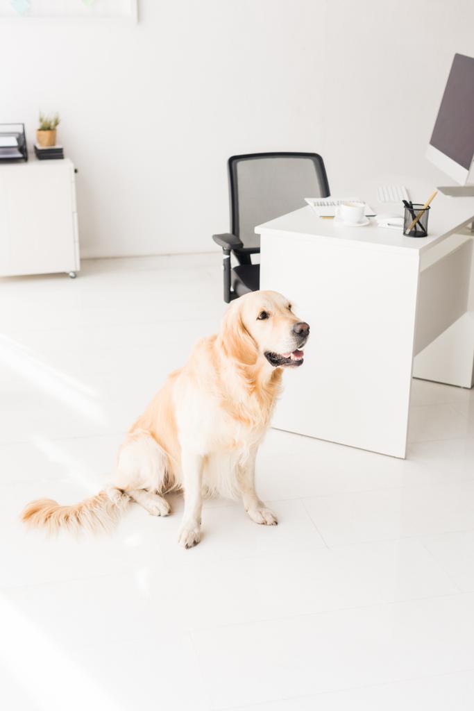 golden retriever dog sitting on floor near table in office - Photo, Image
