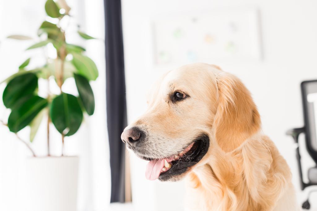 Golden Retriever Hund in Pflanzennähe, selektiver Fokus - Foto, Bild