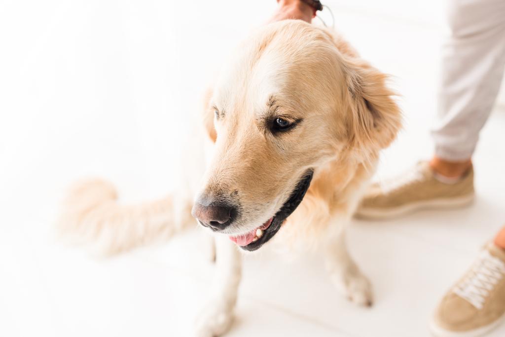 bijgesneden weergave van man grappige golden retriever hond aaien - Foto, afbeelding