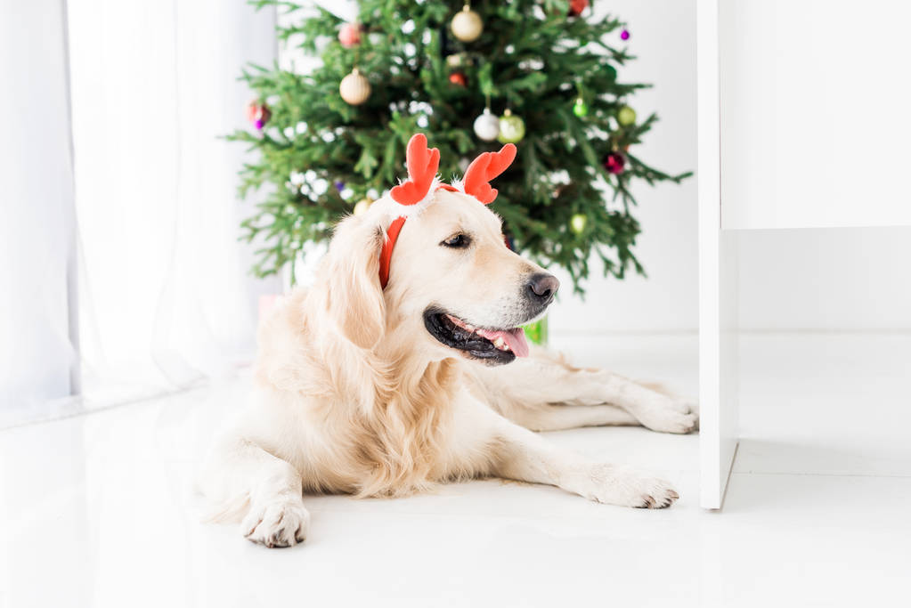 σκύλος με κέρατα κόκκινο ελάφι ξαπλωμένο στο πάτωμα κοντά στο χριστουγεννιάτικο δέντρο - Φωτογραφία, εικόνα