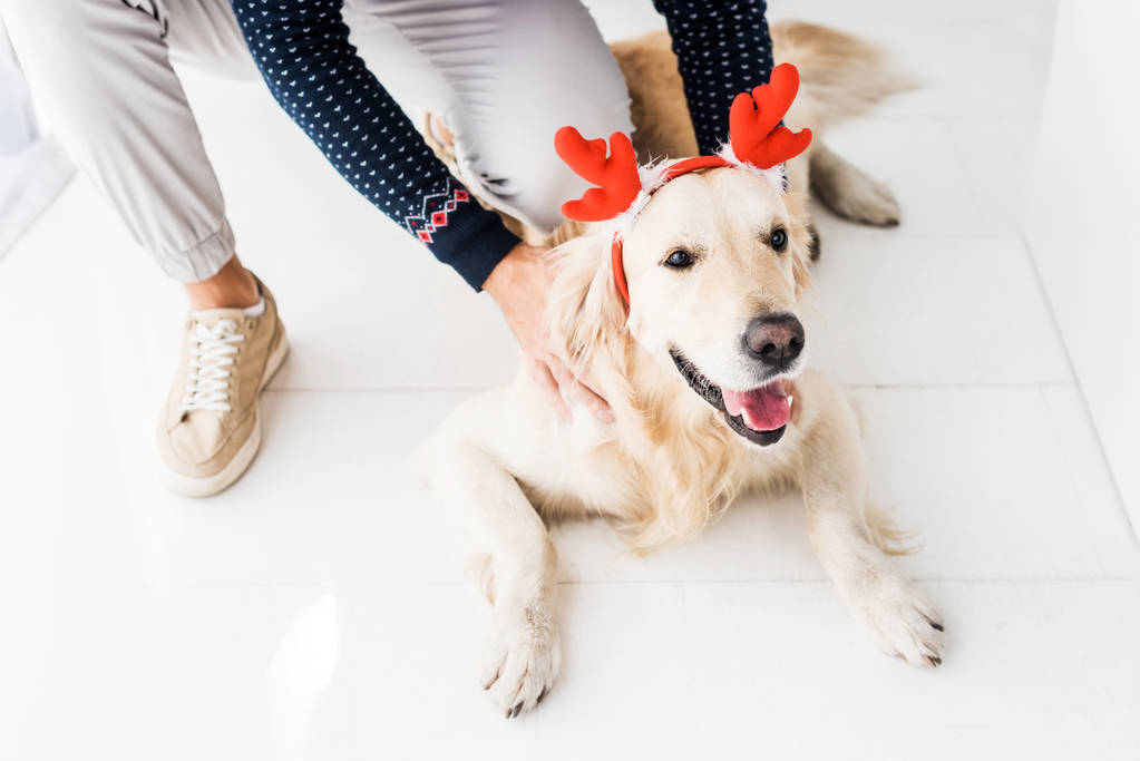людина в різдвяному светрі погладжує золоту ретриверну собаку в рогах різдвяних оленів
  - Фото, зображення