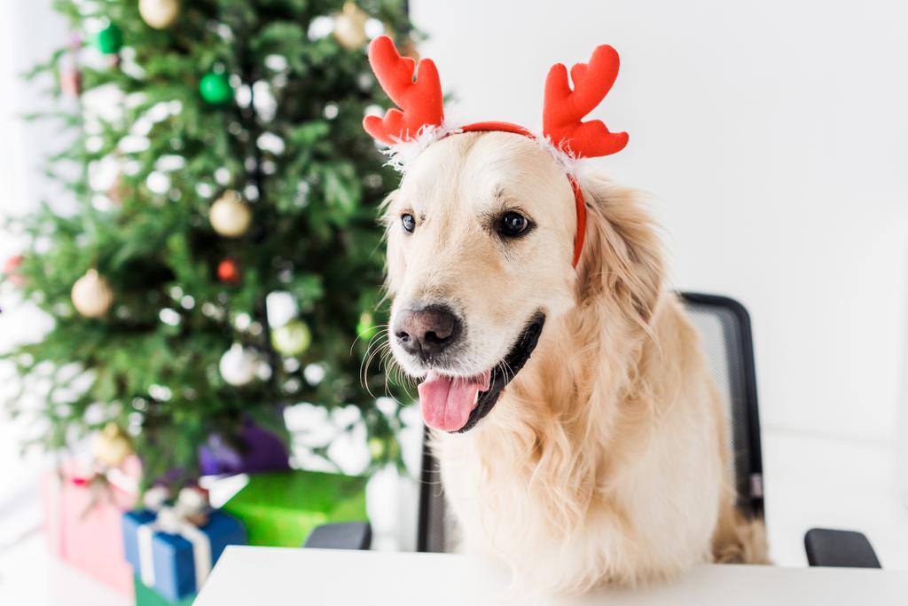 σκύλος με κέρατα ελαφιών που κάθεται σε καρέκλα, χριστουγεννιάτικο δέντρο σε φόντο - Φωτογραφία, εικόνα