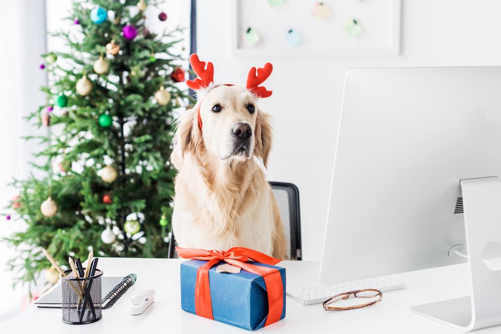 cão com chifres de veado e Natal presente na mesa no escritório
 - Foto, Imagem
