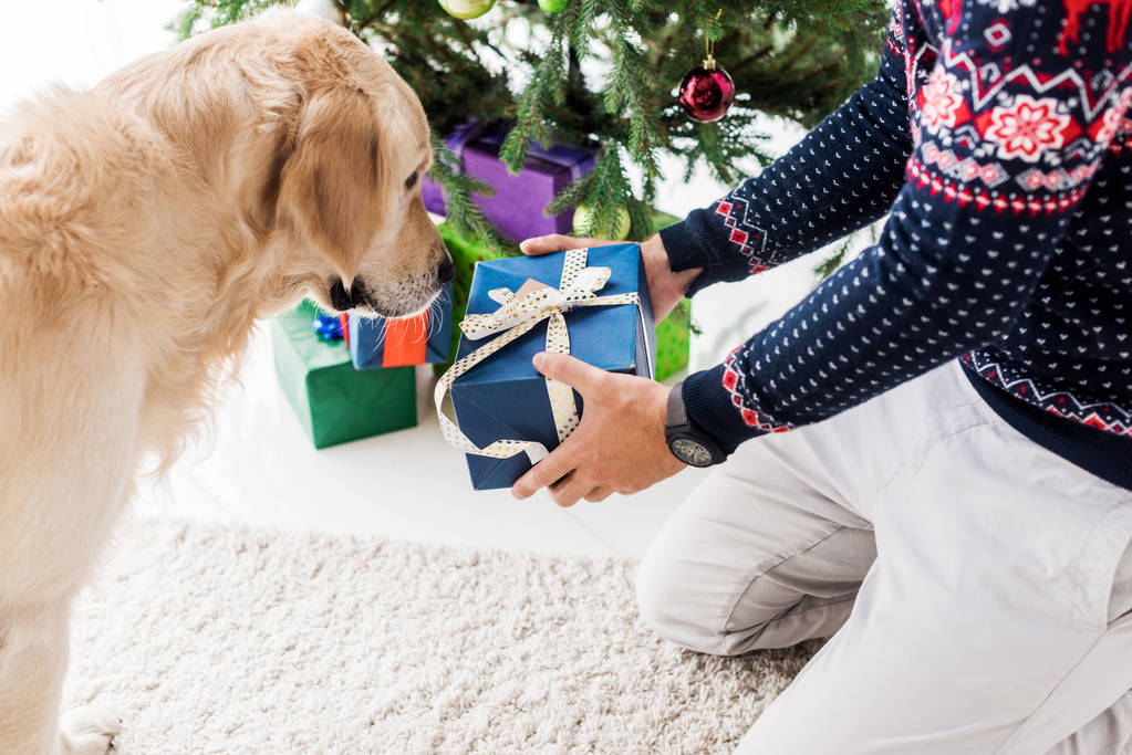 cropped view of man in giving christmas gift box to golden retriever - Photo, Image