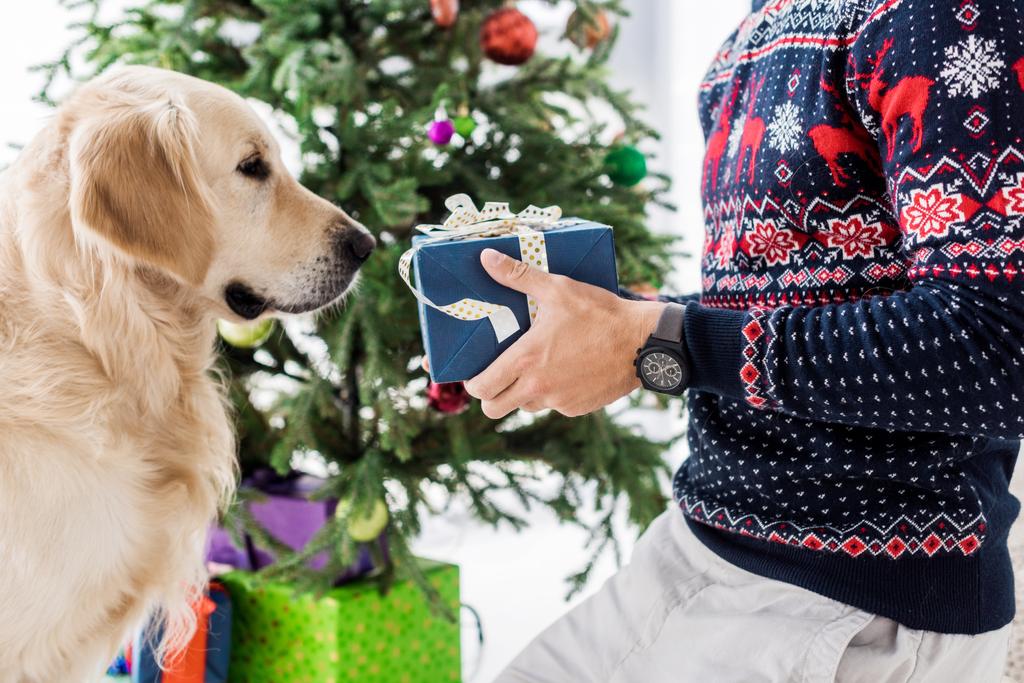 vista ritagliata dell'uomo in maglione di Natale dando regalo al golden retriever
 - Foto, immagini