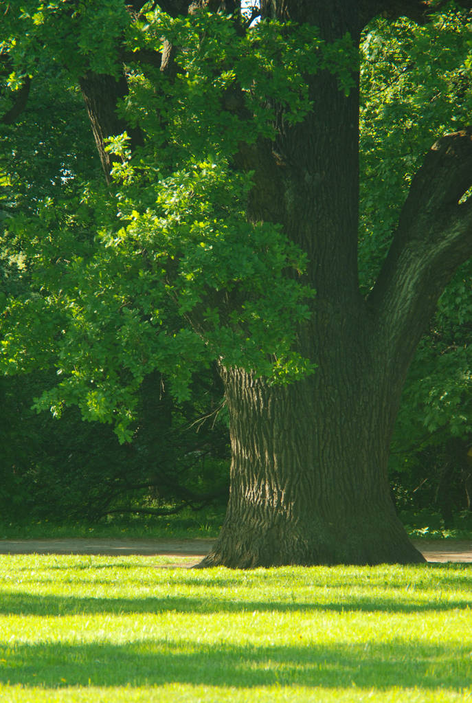 starým dubem v parku - Fotografie, Obrázek