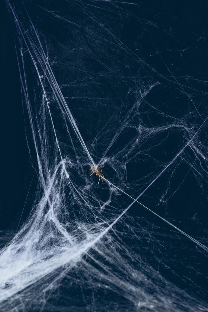 white web and spider in darkness, creepy halloween decor - Photo, Image