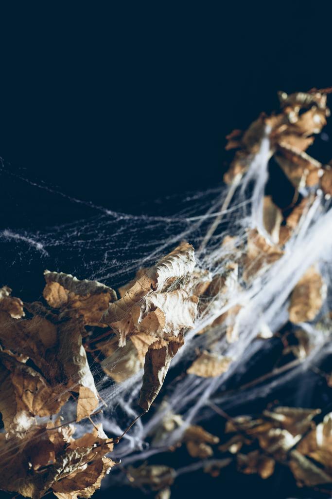 trockener Zweig mit Blättern im Spinnennetz in der Dunkelheit, Halloween-Hintergrund - Foto, Bild