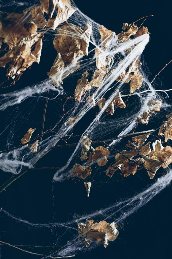 creepy dry branch in spider web on black, halloween decor - Photo, Image