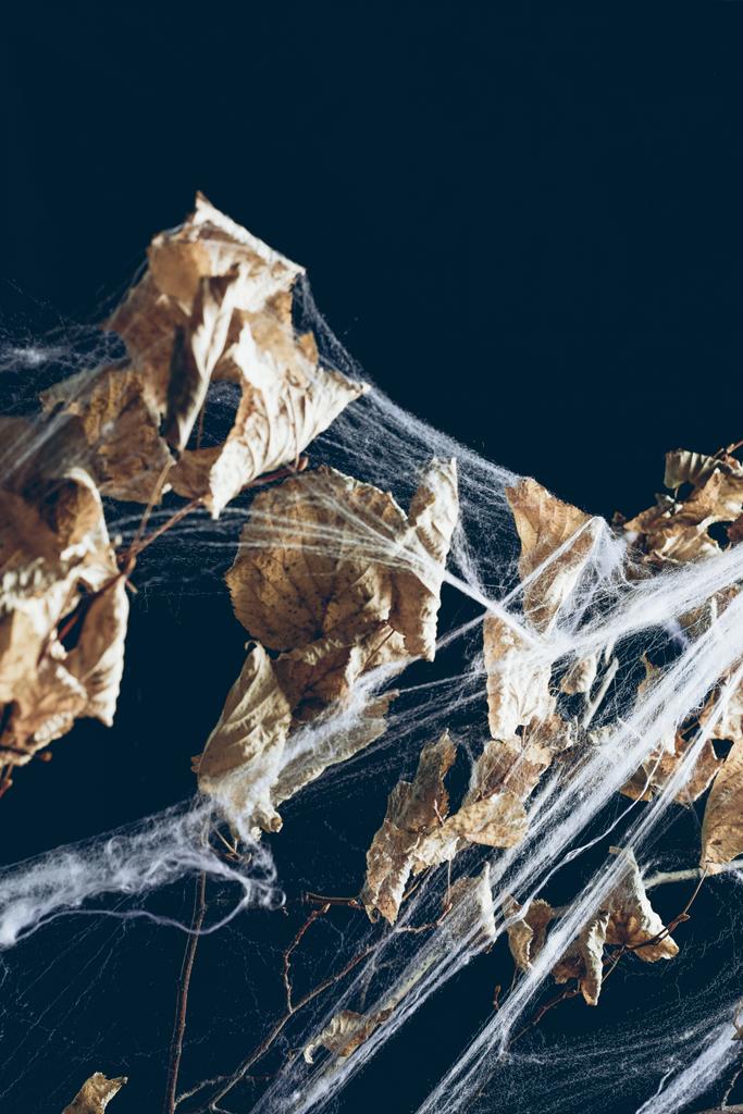 espeluznante rama seca con hojas en tela de araña en negro, decoración de Halloween
 - Foto, imagen