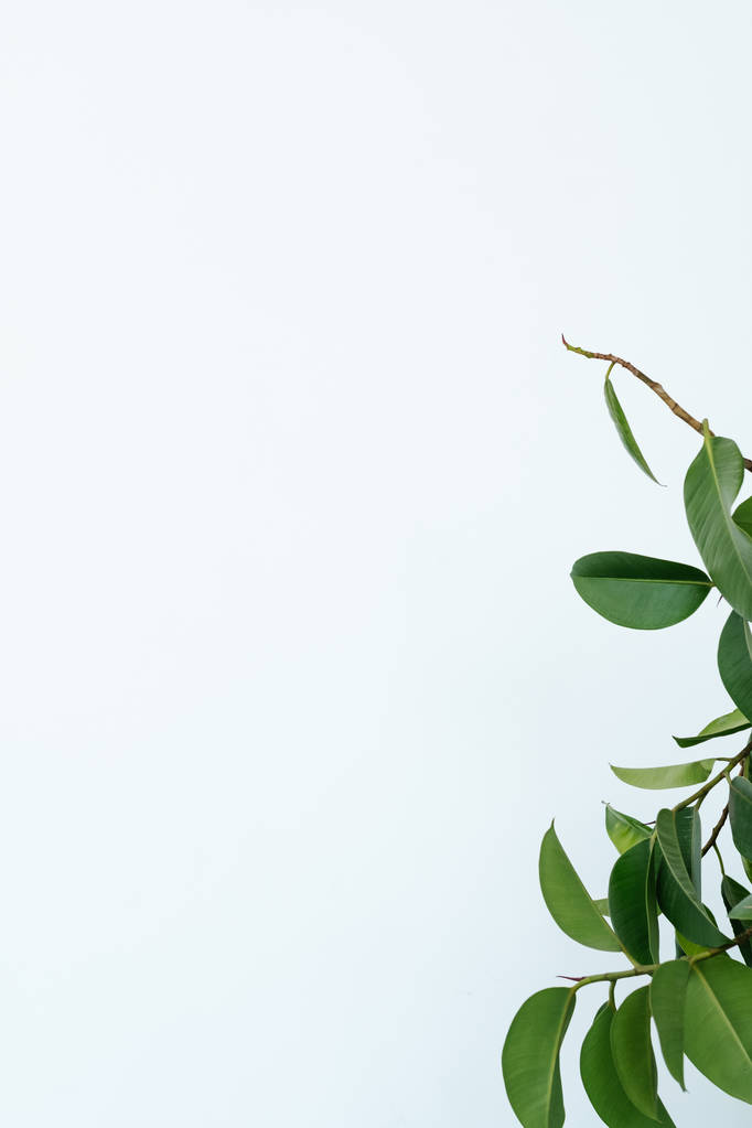 Grüner Ficus hinterlässt weißen Hintergrund Natur minimal - Foto, Bild