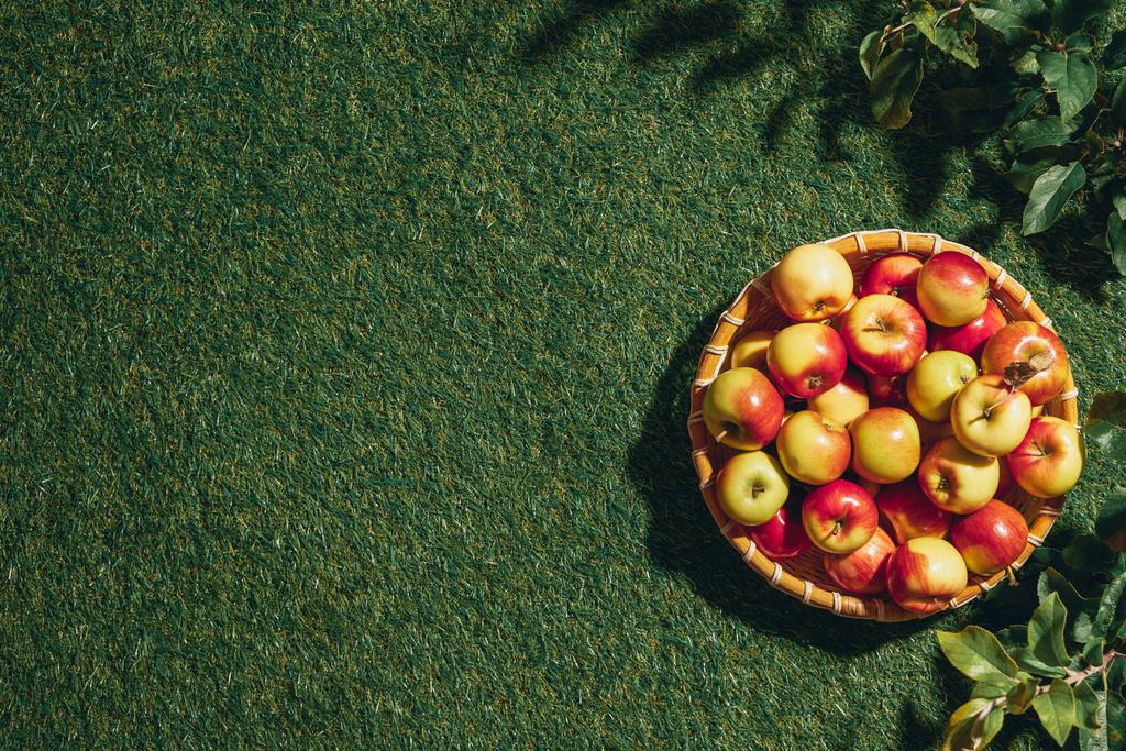 frische Äpfel im Weidenkorb mit Apfelbaumblättern auf Grashintergrund - Foto, Bild