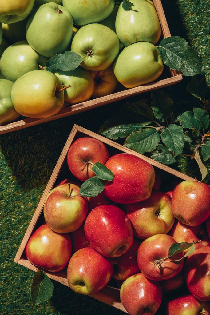 φύλλα πράσινα και κόκκινα μήλα σε ξύλινα κιβώτια με Μηλιά - Φωτογραφία, εικόνα