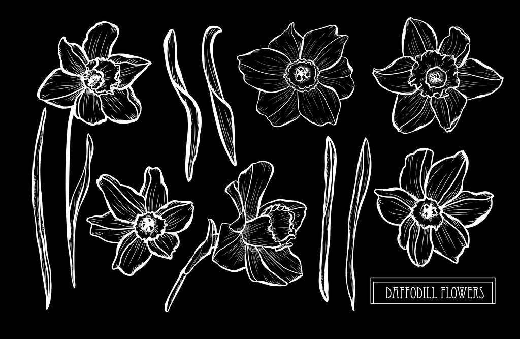 Decorative daffodil  flowers set, design elements. Can be used for cards, invitations, banners, posters, print design. Floral background in line art style - Vector, Image