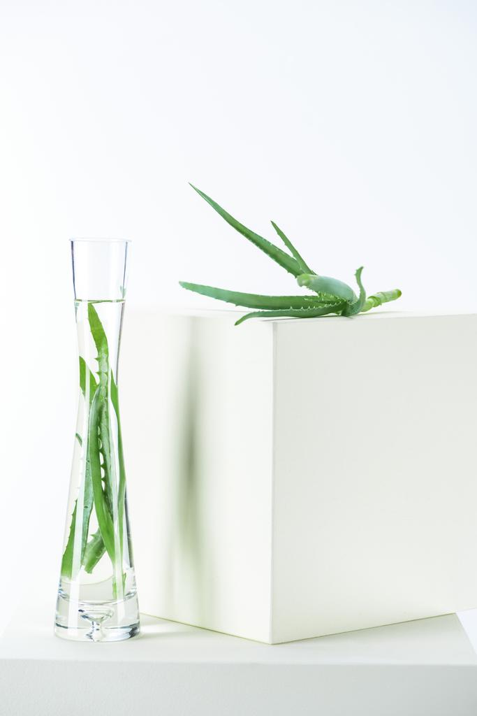 vaso di oli essenziali naturali alle erbe con aloe vera su cubetti bianchi
 - Foto, immagini