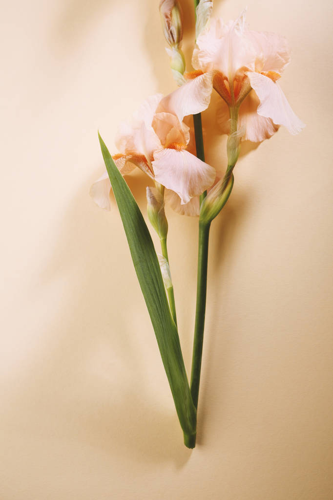 Een roze bloem op achtergrond papier - Foto, afbeelding