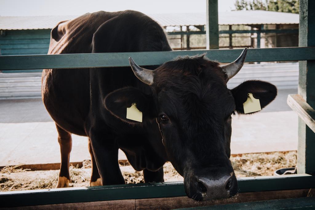 портрет чорного чарівного маленького теляти, що стоїть в стоянці на фермі
  - Фото, зображення