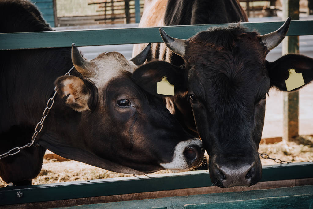 vacas domésticas negras de pie en establo en la granja
 - Foto, Imagen