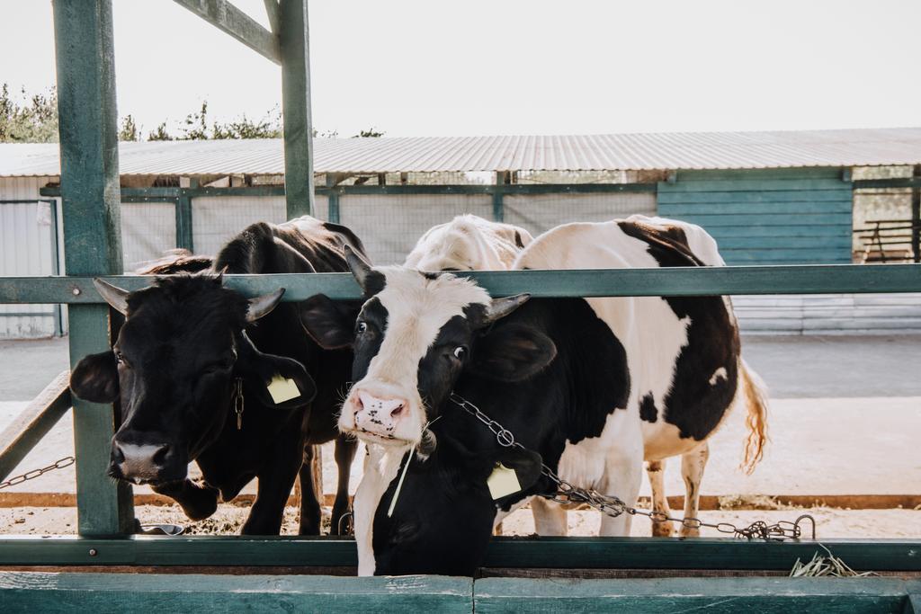 hermosas vacas domésticas de pie en establo en la granja
 - Foto, Imagen