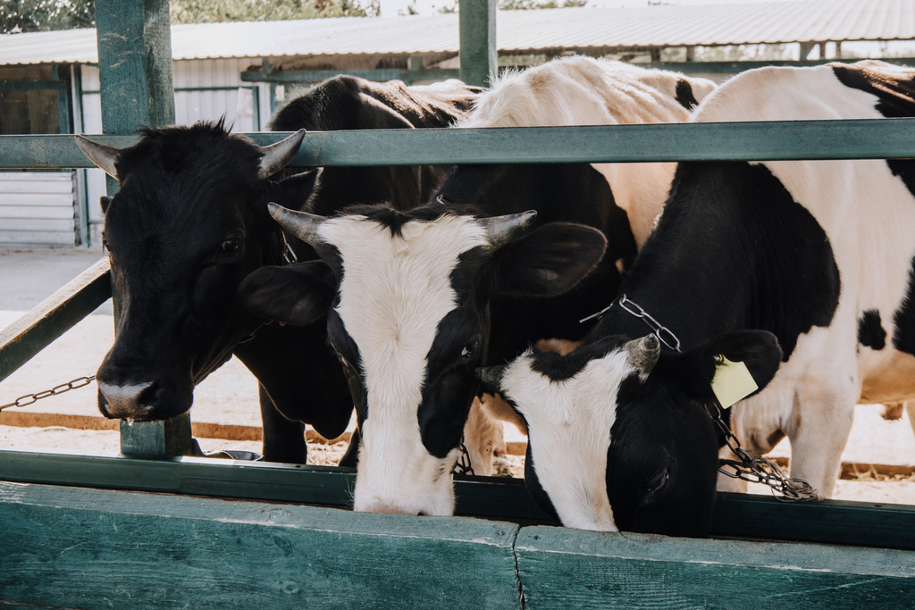 piękne krowy domowe jedzenie w stodole w gospodarstwie  - Zdjęcie, obraz