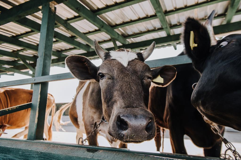 Portret van binnenlandse mooie koe staande in stal op boerderij - Foto, afbeelding