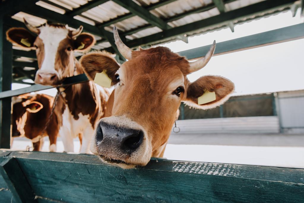 közelről gyönyörű barna tehén állt a farm stall portréja - Fotó, kép
