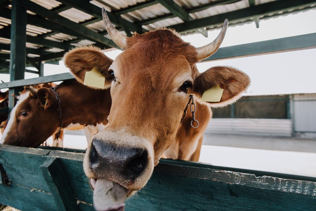 portrét od domácí hnědá kráva stravování v kabince na farmě - Fotografie, Obrázek