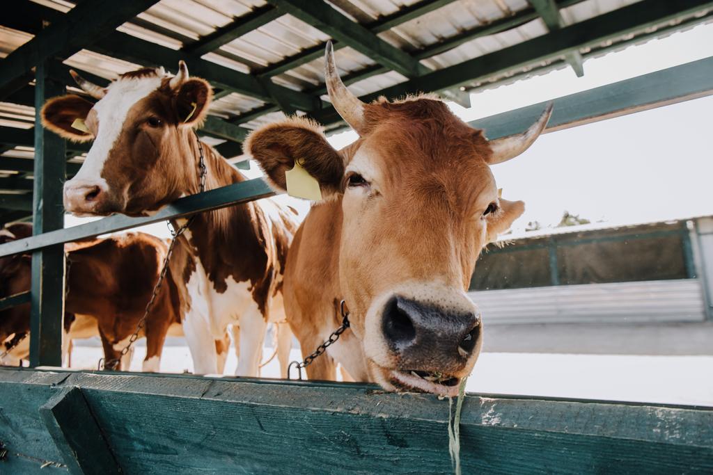 ritratto di bella mucca domestica in piedi in stalla in fattoria
 - Foto, immagini