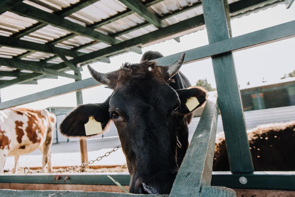 enfoque selectivo de la vaca doméstica negra comiendo en establo en la granja
 - Foto, Imagen