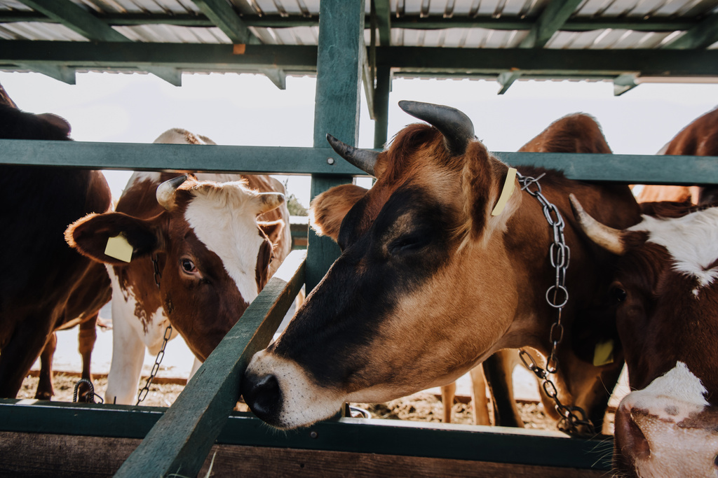 κλείνω πάνω θέα εγχώρια όμορφη αγελάδες που στέκεται στο στάβλο στο αγρόκτημα - Φωτογραφία, εικόνα