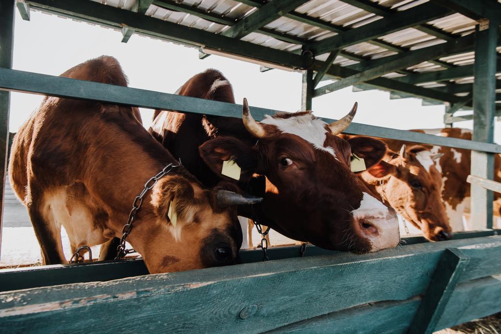 vacas domésticas marrons que comem na tenda na fazenda
 - Foto, Imagem