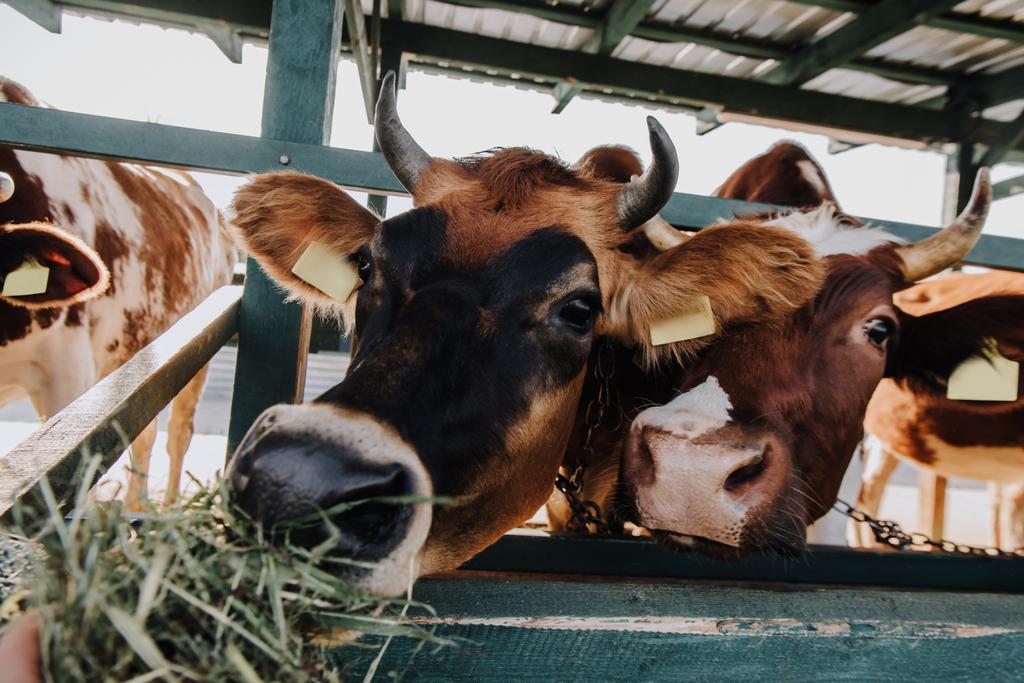 brown domestic cows eating hay in stall at farm - Photo, Image