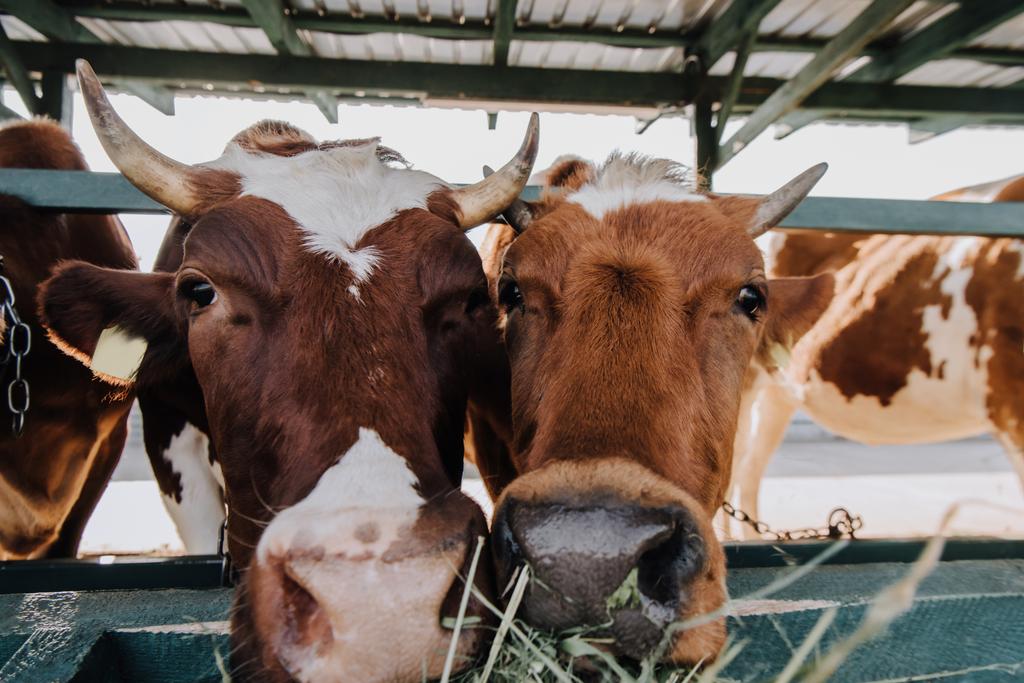 портрет коричневих домашніх красивих корів, що їдять сіно в кабінці на фермі
 - Фото, зображення