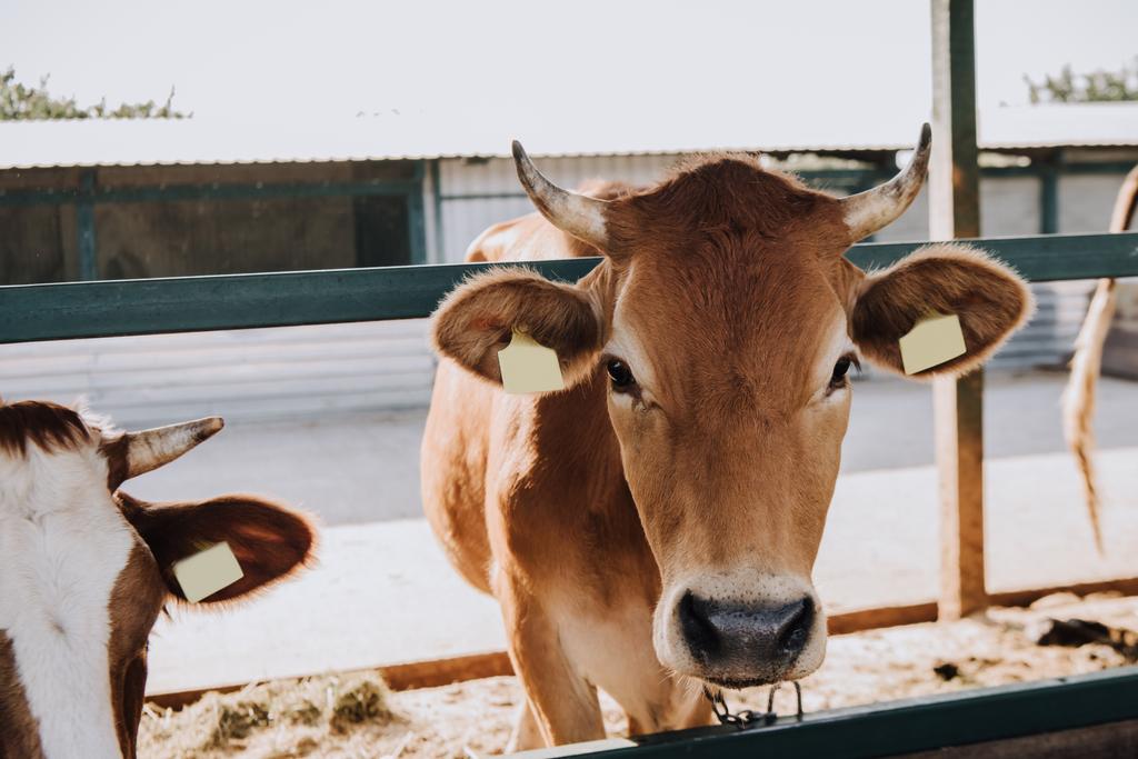 brązowy piękne krajowych krów stojących w stajni w gospodarstwie - Zdjęcie, obraz