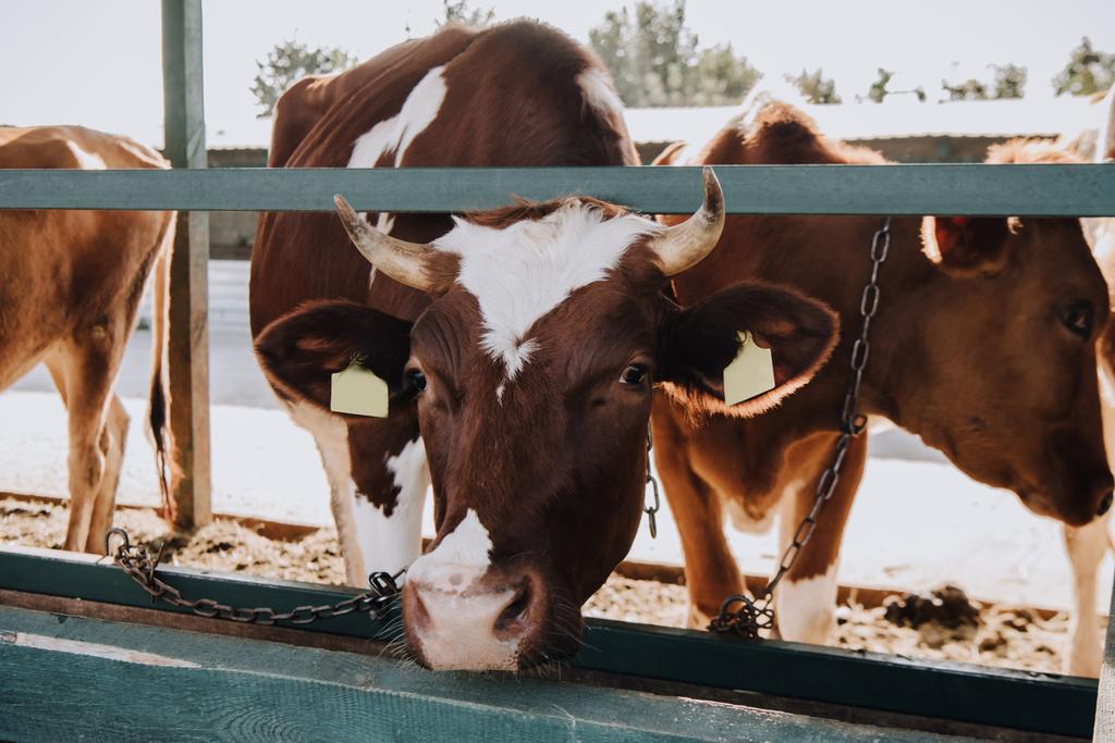 mucche domestiche marroni in piedi in stalla in azienda
 - Foto, immagini