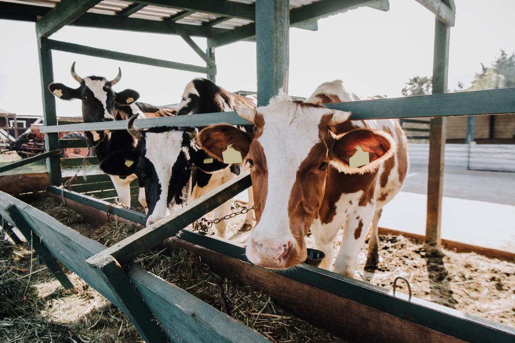 enfoque selectivo de vacas hermosas domésticas de pie en establo en la granja
 - Foto, Imagen