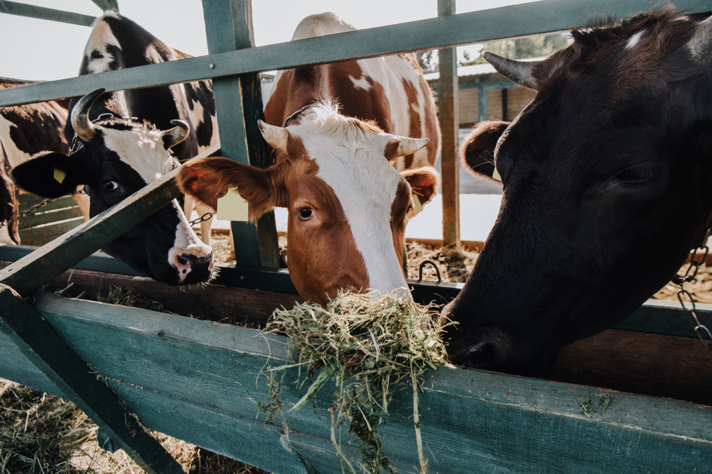 beautiful domestic cows eating hay in barn at farm  - Photo, Image