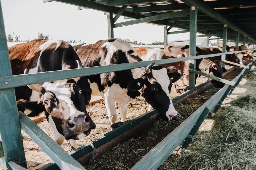 beautiful domestic cows eating hay in barn at farm  - Photo, Image