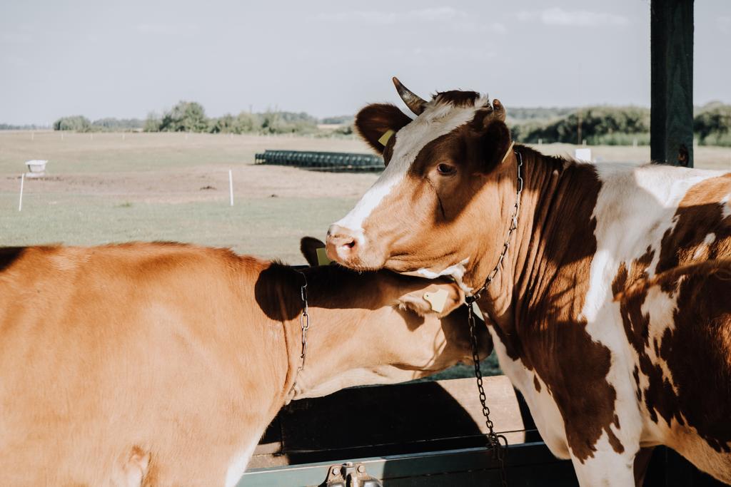 marrón hermosas vacas domésticas de pie en establo en la granja
 - Foto, Imagen