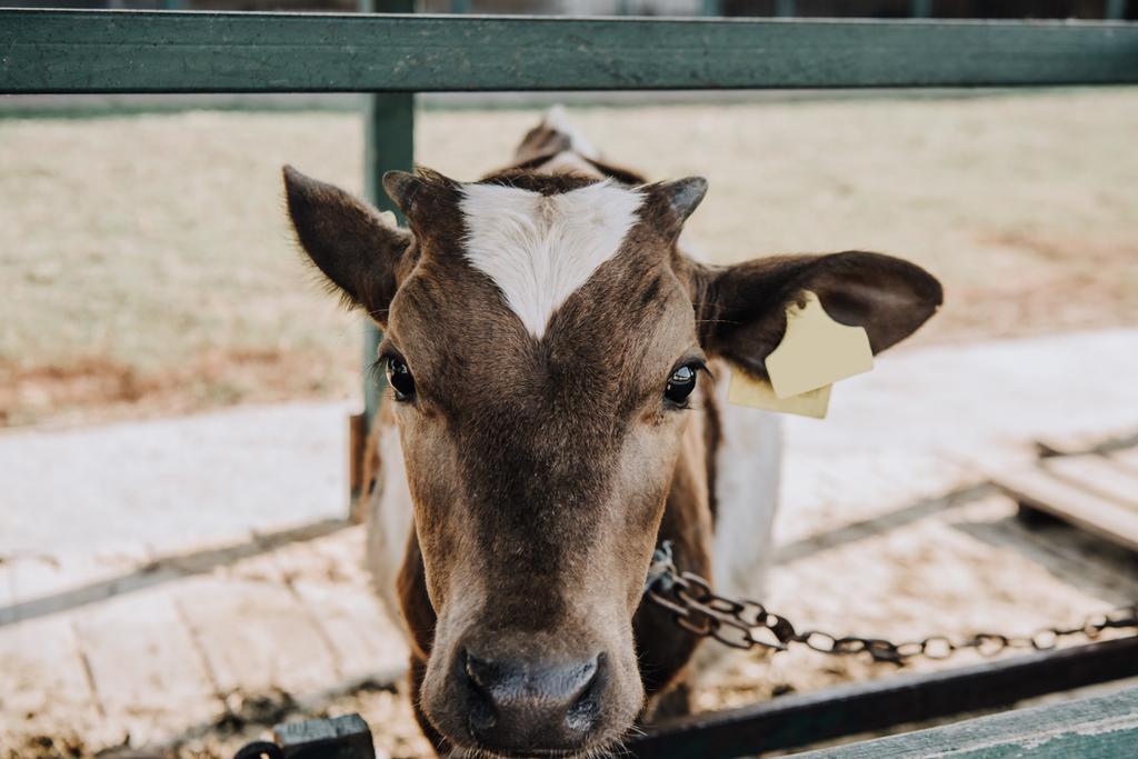 портрет чарівного маленького теляти, що стоїть в сараї на фермі
  - Фото, зображення