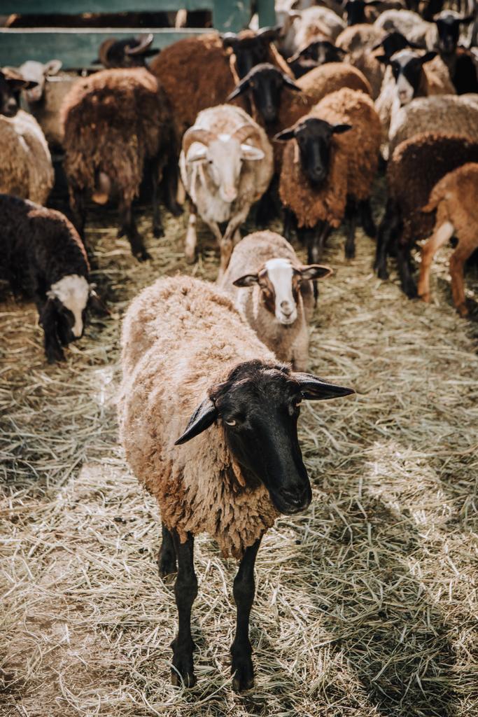 lähikuva lampaiden ruskeasta laiduntamisesta karjan ollessa aitauksessa tilalla
 - Valokuva, kuva