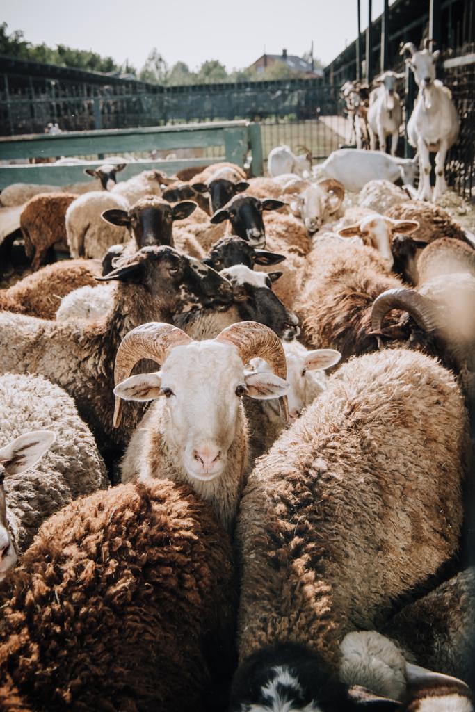 stado wypas śliczny brązowy owiec w corral w gospodarstwie - Zdjęcie, obraz
